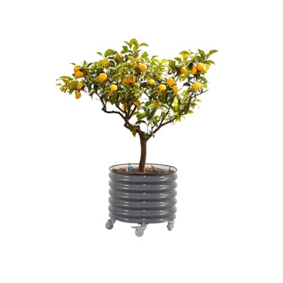 Self-Watering Planter - Rolling Metal Citrus Tree Planter Self-Watering