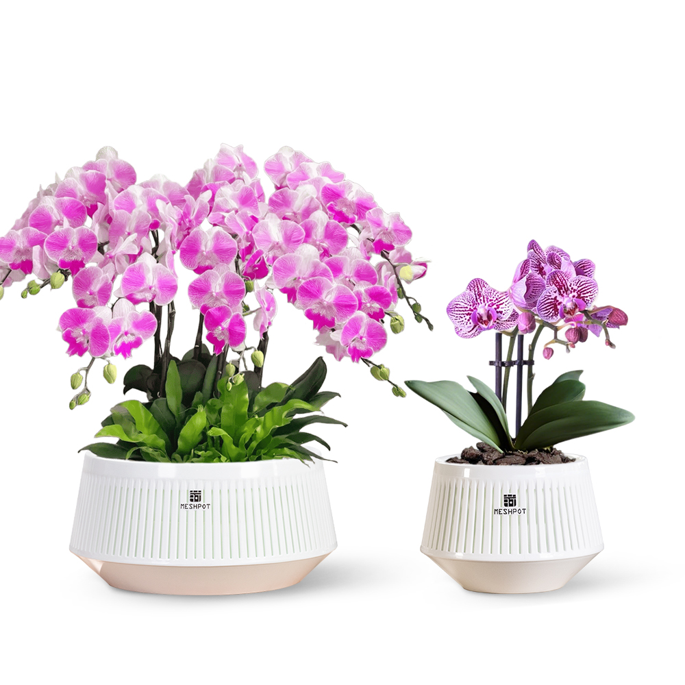 Orchid Pot with Holes & Saucer - Orchid Potting Mix 评论和价格