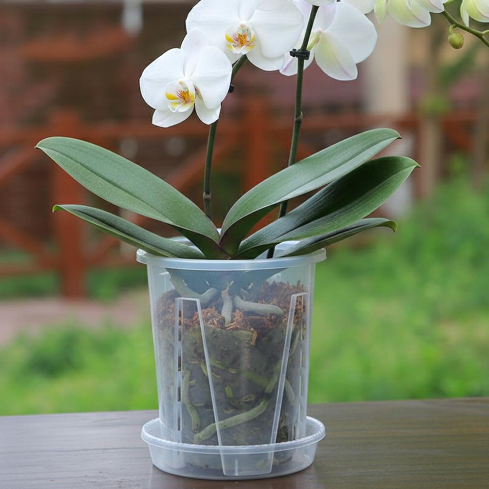 Plastic Root Control Transpare - Orchid Potting Mix 评论和价格