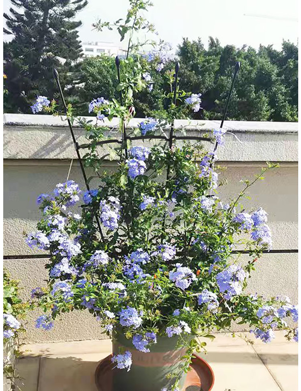 120Cm Plant Trellis Rustproof  - Gardening Tool Diy 评论和价格