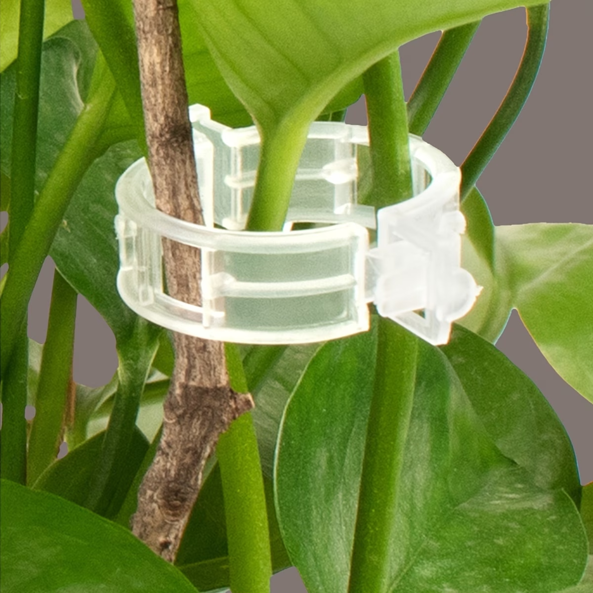 Wholesale Plant Support Clips  - Gardening Tools Store 评论和价格