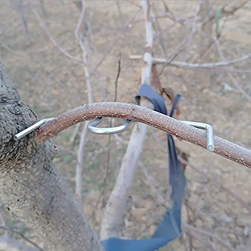 30pcs/set Fruit Tree Branch Pu - Root Watering Spike 评论和价格