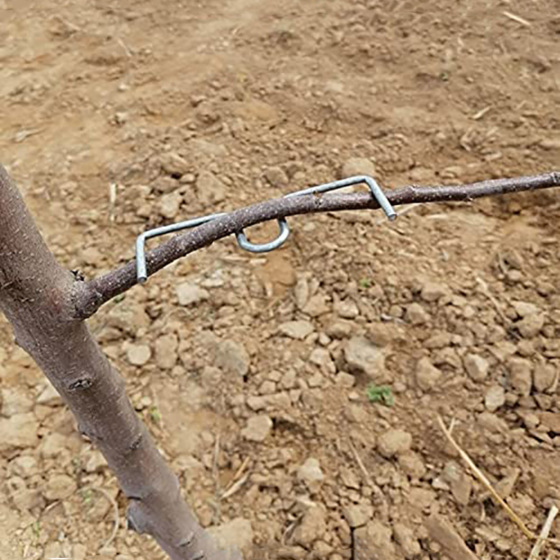 30pcs/set Fruit Tree Branch Pu - Root Watering Spike 评论和价格