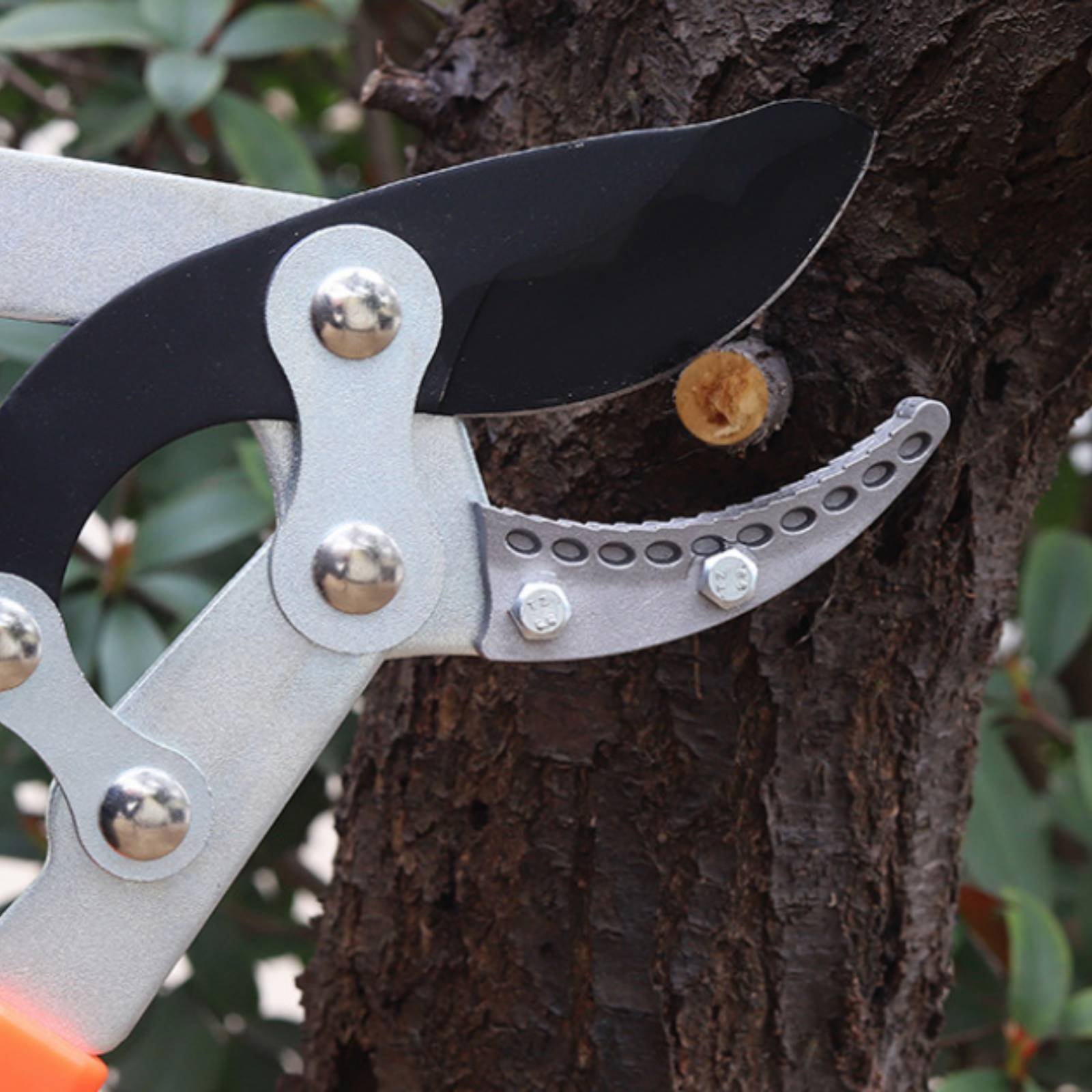 Telescopic Branch Pruners Shar - Gardening Tool 评论和价格