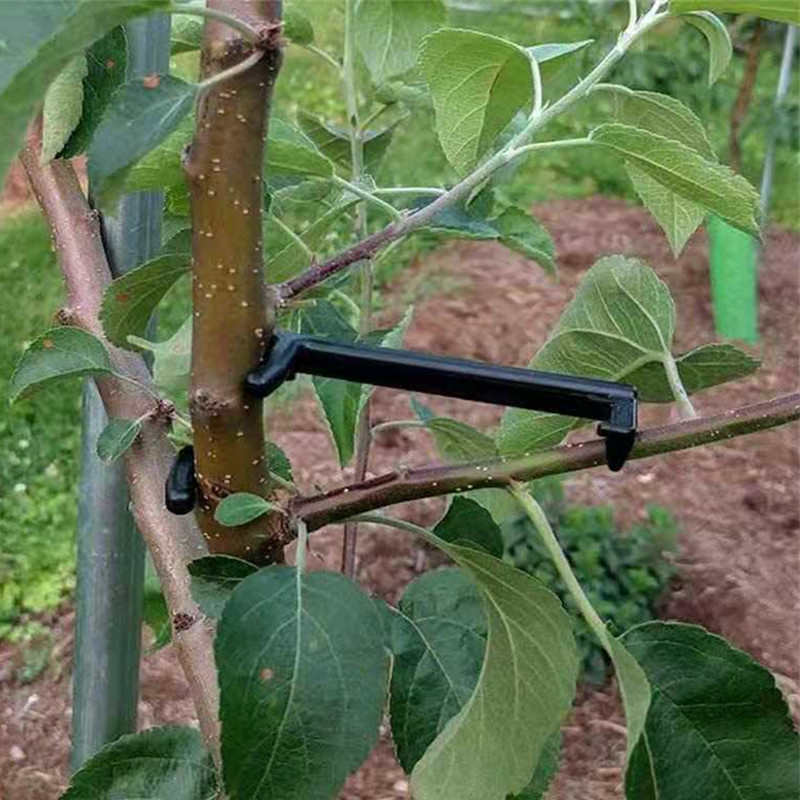 10-30Pcs Fruit Tree Clips Plan - Root Watering Spike 评论和价格
