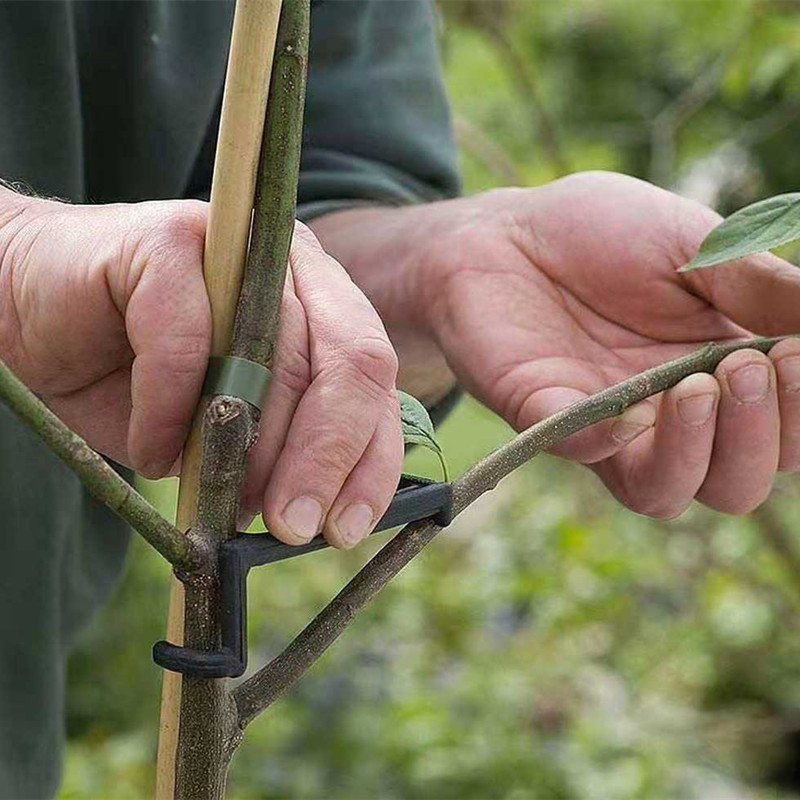 10-30Pcs Fruit Tree Clips Plan - Root Watering Spike 评论和价格