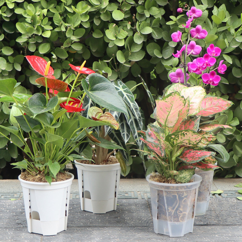 5pcs Transparent Orchid Pot wi - Orchid Potting Mix 评论和价格